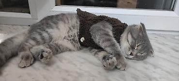 Птицы: Blue winwila cins piwikdi 6 ayliq diwidir. adi Belladir. peyvendi qurt — 2