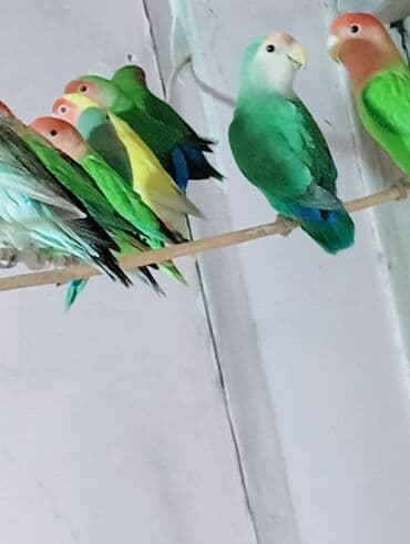 Bala veren cütler.Yuvaas bala al Tam sağlam quşlardı.Üiymət cütünə lalafo.az -da Bala veren cütler.Yuvaas bala al Tam sağlam quşlardı.Üiymət cütünə