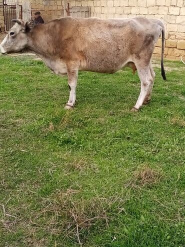 inek fermasi: Salam südverən İNƏK. 6.7 LİTİR SÜD VERİR YAĞLI SÜDÜ VAR DİŞlİ CAVAN — 9