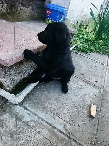 qara avstralorp: Peyvəndli — 2