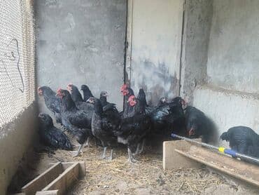 Toyuqlar: Avstralop Temiz Qan Avstralop Beçeleri satilir- 5 ed qalib — 1