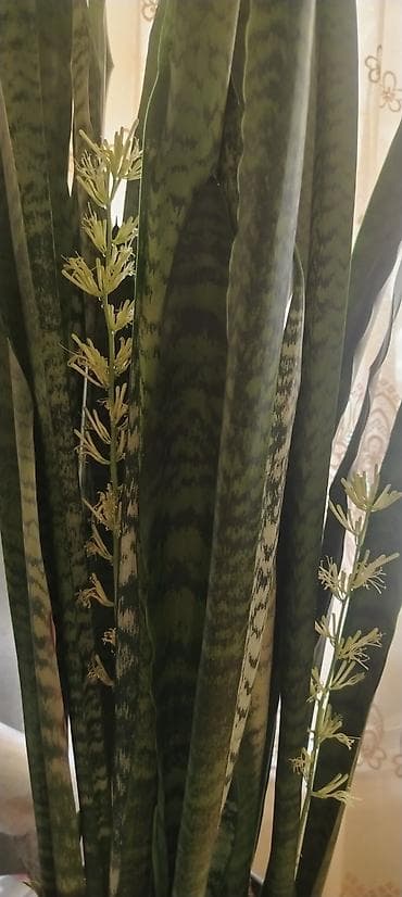 gulleri: Satılır 🌿 Sansevieria (Qayınana dili) dibçək gülü satılır. Ev və ofis — 7