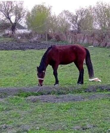 Gəmiricilər: Erkək, il: 4, Ünvandan götürmə — 4