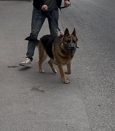 mal qara qusar: Alman afçarka sı dişidir, 1 yaş 7 aylıqdır peyvənd vurulub və qurd — 3