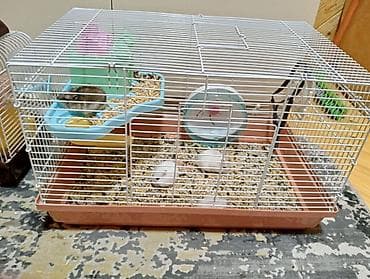 hamster satış: Hamster(dağsıcanı).Ədədnən cütnəndə satılır.Yuvasıynan başqa qiymətə — 3