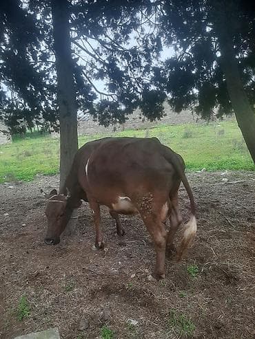 i̇nək: Boğaz 4 cu balası olacaq 8aylıqdı 18 20 letr de sudu olacaq — 3