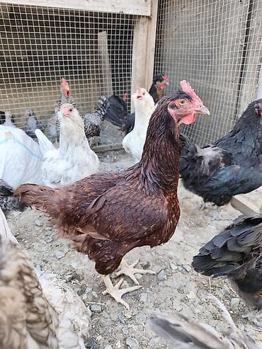 Toyuqlar: Toyuq, Australorp, Yumurtalıq — 1