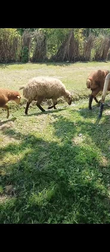 Quzu, Erkək, ay: 8, 45 kq, Damazlıq, Ətlik, Ünvandan götürmə