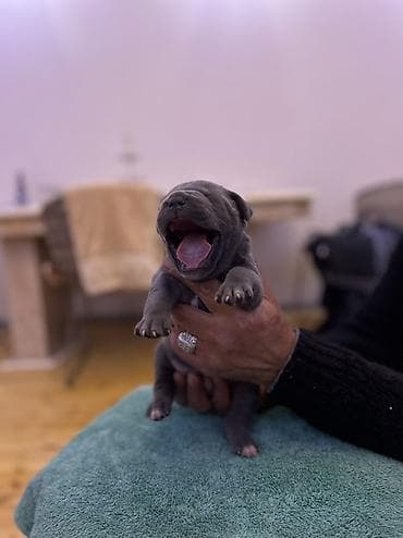 Heyvanlar üçün mallar: Kane-Korso, Peyvəndli — 6