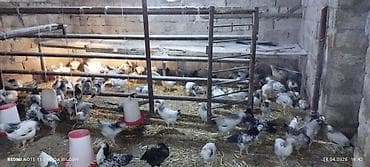 balaca cuce: Toyuq cücələri, Ətlik — 2