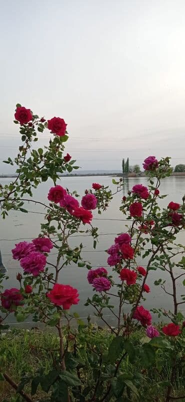 agdas ev: 9 sot, Tikinti, Mülkiyyətçi, Kupça (Çıxarış) — 13