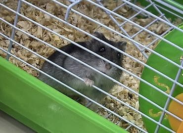 Hamster və tam avadanlıqlı qəfəs dəsti Məhsulun tərkibi: - Kiçik