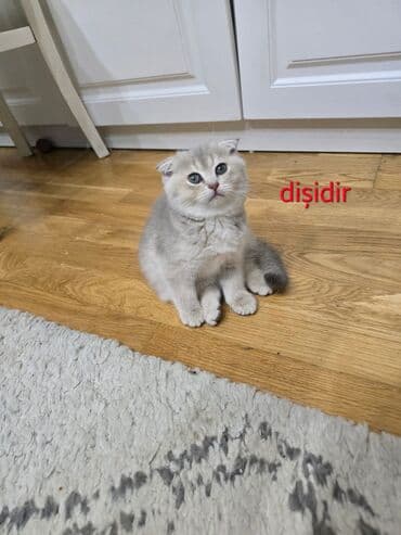 Аквариумы: Шотландская, Самка, В добрые руки, Самовывоз, Бесплатная доставка, Платная доставка — 4