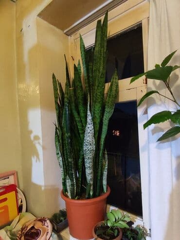Sansevieriya bitkisi, həm də “İlan Bitkisi” olaraq bilinən, müxtəlif lalafo.az -da Sansevieriya bitkisi, həm də “İlan Bitkisi” olaraq bilinən, müxtəlif