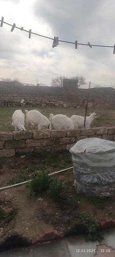 keçi dərisi: Ağ rəngli keçi – erkək - Cins: yerli/ət-süd istiqamətli - Rəng: tam — 3