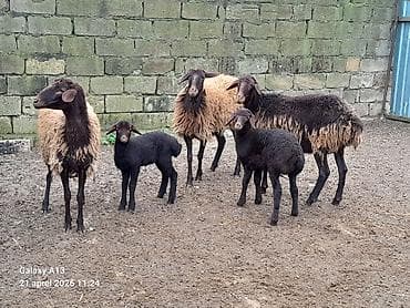 camış balası: Qala qoyunları 2sinin balası var biri boğazdı qiymət birinə aiddir — 4