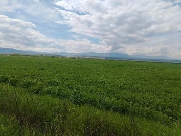 hinduska satilir: Satış: yonca satılır. May ayına hazır olacaq. Elit yoncadı. Birinci — 2