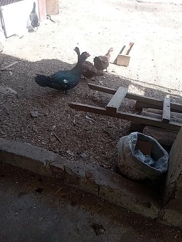 lal ördey: Musk ördəkləri dəsti – 1 erkək və 2 dişi - Cins: Musk (indo-ördəyi) — 4