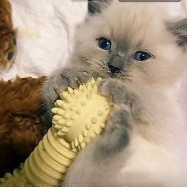 pişik siyam: Şinşilla, Erkək — 3