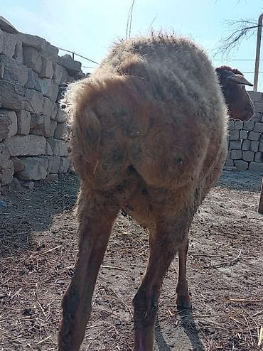 Digər heyvanlar: Qoyun satılır yaşdı qoyun du boğazdi yelindidi — 5