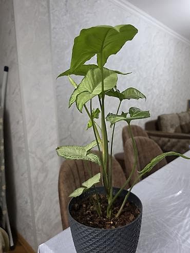 yaşıl hasar: Synginium otaq bitkisidir - Növ: Syngonium podophyllum (ox şəkilli — 1