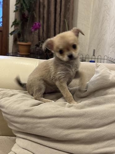 ordek bala: Çixuahua — 10