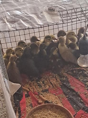 at satisi qiymetleri: Cins Lal ördək balaları lavanda,krasnadarmacarzümrüd 5 günlüklər — 1