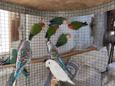 попугай ара цена: Fişer nerazlucnik ayrılmazlar maskvıy papuqayları bala verən cütlər — 8