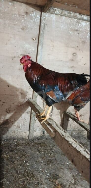 Digər heyvanlar: Toyuq, Yumurtalıq — 2