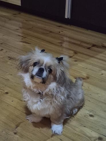 balaca itlerin qiymeti: Pekines, 5 ay, Erkek, Ünvandan götürmə — 4