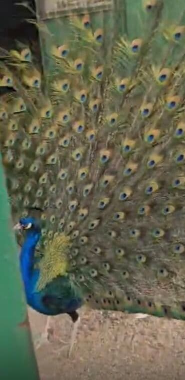 qaşqaldaq quşu: Məhsul: Satilir!! Göy tovuz quşu bir cut disi ve erkek qara qened — 2