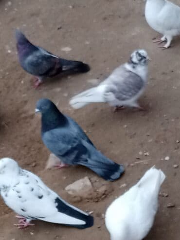 Məhsul: Ev göyərçinləri (bir neçə fərqli rəng və naxışda) Təsvir: -