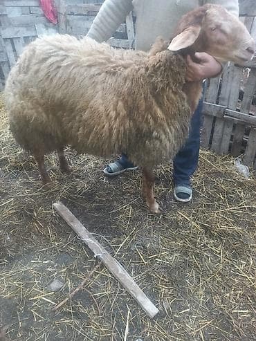 Qoyun – ətlik/yunlu yerli tip - Cins tipi: yerli ətlik‑yunlu — 9