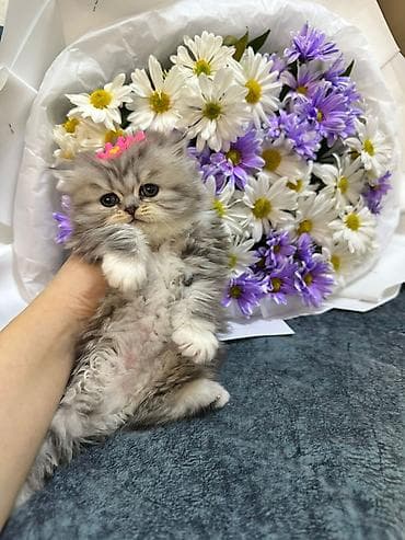 anqora pisik: Gözəl tüklü balaca pişik – boz-gümüş rəngli, ağ xallı, yumşaq və sıx — 1