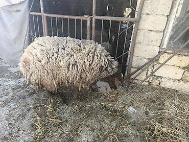 damazliq qoyunlar: Qoyun – yerli cins, qalın və uzun yunlu. - Növ: ana qoyun - Rəng — 3
