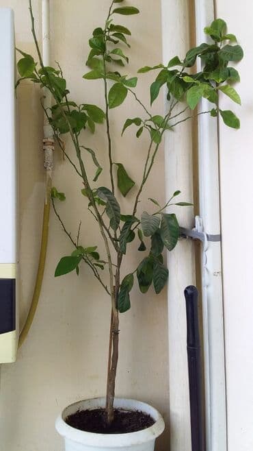 Saksıda limon ağacı - Növ: Citrus limon (limon ağacı) - Qab: Ağ