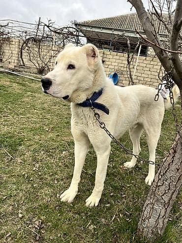 Qurdbasar, 1 il, Erkek, Peyvəndli