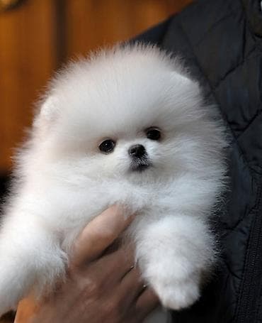 darling it yemi: Şpitz, 2 ay, Sənədli — 1