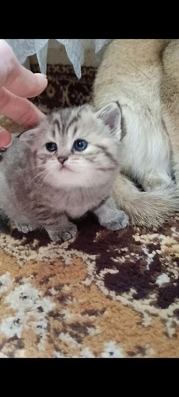 pişik şotlan: Şinşilla — 10