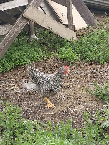 balaca ev itleri: 68 gunluk xarkov xoruzlari satilir kim isdese yazsin — 2