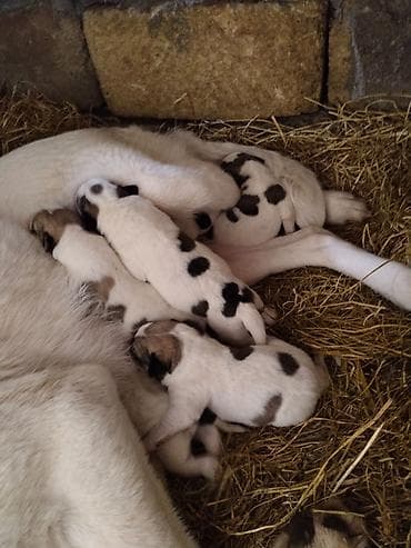 Alman çoban iti, Peyvəndli