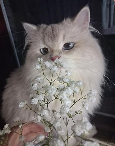 Qızıl şinşilla, Erkək, Cütləşmə üçün