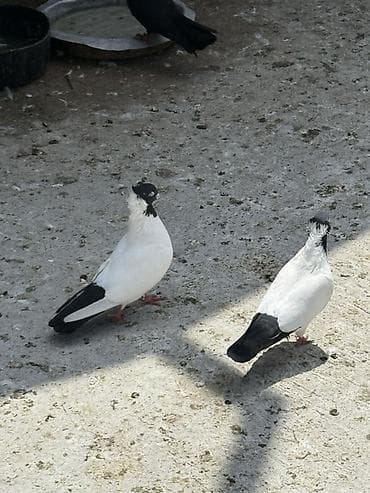 Quşlar: Goyerçinler manax tam cut bala veren qusdardi ekey maya — 1