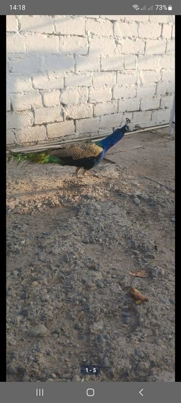 Məhsul: Tavus quşu (erkək) Xüsusiyyətlər: - Parlaq mavi boyun və baş lalafo.az -da Məhsul: Tavus quşu (erkək) Xüsusiyyətlər: - Parlaq mavi boyun və baş