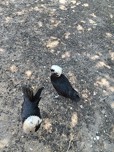 quşlar: Toyuq, Yumurtalıq — 6