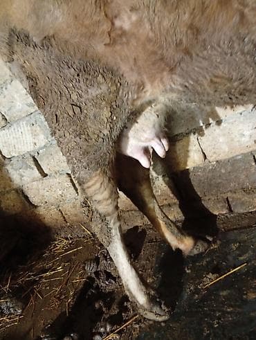 depo gold instagram: Satılır: inək Xüsusiyyətlər: - Süd istiqamətli yerli cins (qarışıq — 3