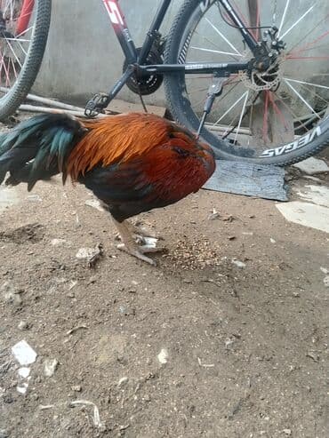 Digər heyvanlar: Xoruz, Heyratı, il: 1 — 2