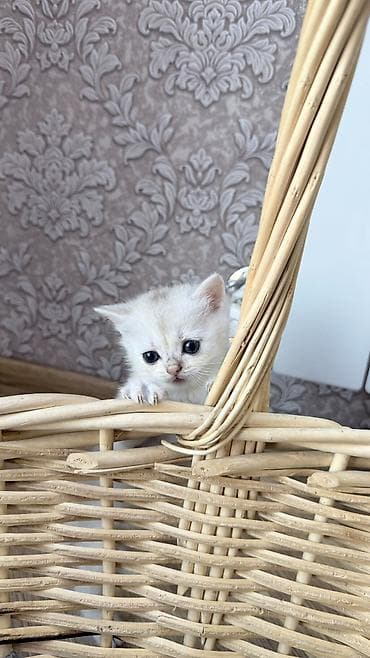 pișik: Şinşilla, Dişi, Ünvandan götürmə — 6