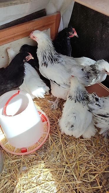 Toyuq, Brama, Damazlıq, Ünvandan götürmə