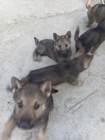 it şekli: 1 ay, Erkek, Ödənişli çatdırılma — 4